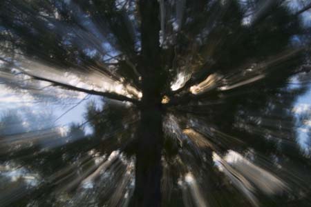 tree zoom no 1